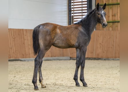 Zangersheider, Stallion, Foal (03/2025), Grey