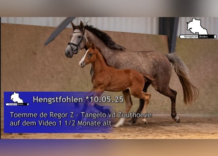 Zangersheider, Stallion, Foal (05/2025), Grey