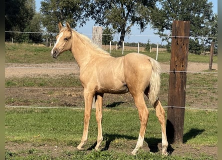 Zangersheider, Stallion, Foal (05/2026), Palomino