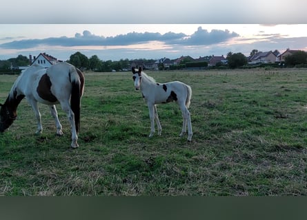 Zangersheider, Stallion, Foal (06/2023), Pinto