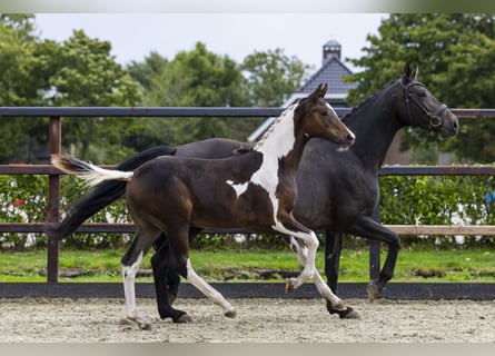 Zangersheider, Stallion, Foal (04/2025), Pinto
