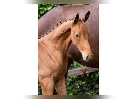 Zangersheider, Stallion, Foal (06/2025)