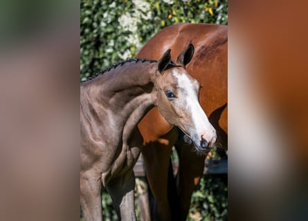 Zangersheider, Stallion, 