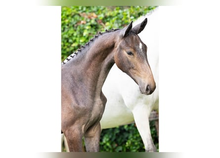 Zangersheider, Stallion, Foal (03/2025)