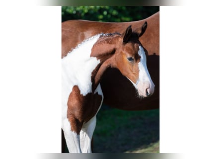 Zangersheider, Stallion, Foal (06/2025)