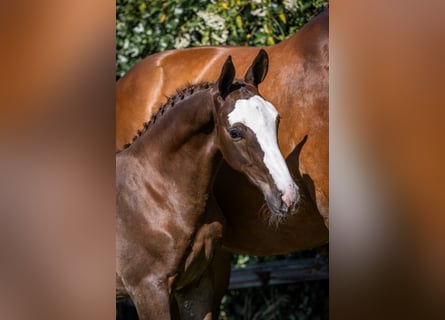 Zangersheider, Stallion, 