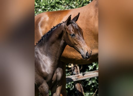 Zangersheider, Stallion, 