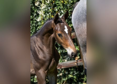 Zangersheider, Stallion, 