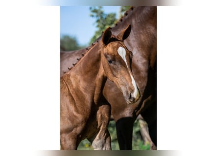 Zangersheider, Stallion, 