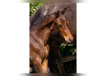 Zangersheider, Stallion, Foal (04/2025)