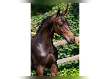 Zangersheider, Stallion, Foal (03/2025)
