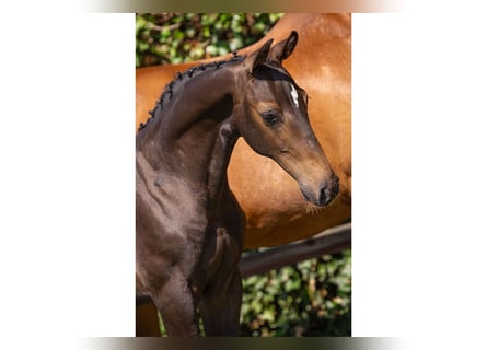 Zangersheider, Stallion, Foal (04/2025)