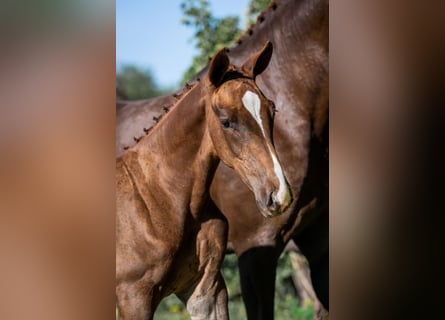 Zangersheider, Stallion, 