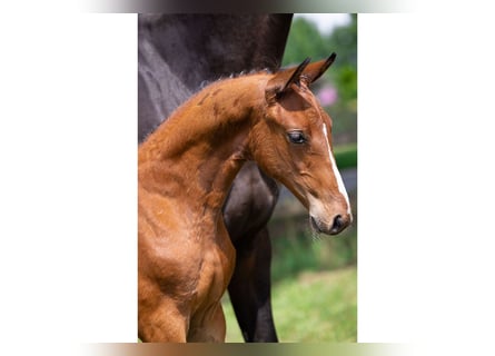 Zangersheider, Stallion, Foal (05/2025)