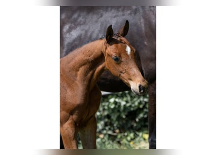 Zangersheider, Stallion, 