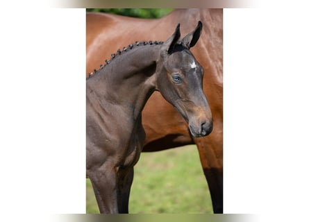 Zangersheider, Stallion, Foal (07/2025)
