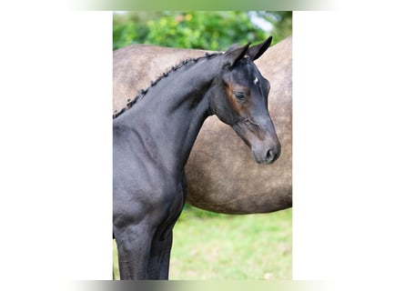 Zangersheider, Stallion, Foal (05/2025)