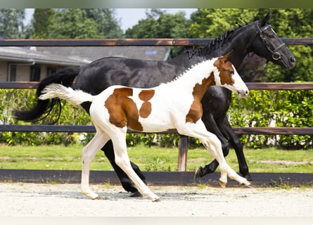 Zangersheider, Stallion, Foal (04/2025)