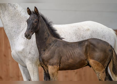 Zangersheider, Stallion, Foal (04/2025), Smoky-Black