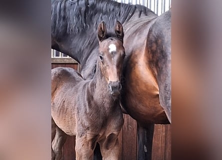 Zangersheider, Stallion, Foal (03/2024), Smoky-Black