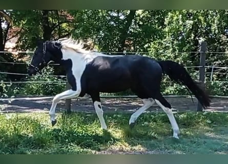 Zangersheider, Stallion, 4 years, 16 hh, Pinto