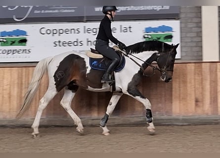Zangersheider, Stallion, 12 years, 16 hh, Pinto