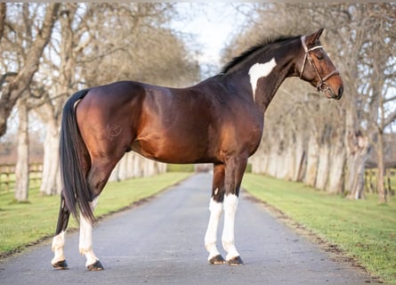 Zangersheider, Stallion, 10 years, 16.2 hh, Tobiano-all-colors