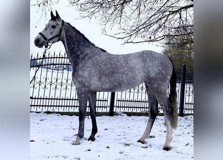 Zangersheider, Sto, 5 år, 166 cm, Gråskimmel