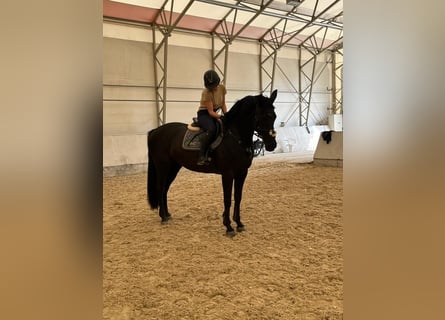 Zangersheider, Sto, 8 år, 169 cm, Svart