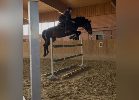 Zangersheider, Stute, 10 Jahre, 167 cm, Schwarzbrauner