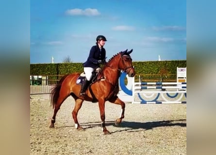 Zangersheider, Stute, 11 Jahre, 172 cm, Fuchs