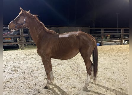 Zangersheider, Stute, 11 Jahre, 177 cm, Fuchs