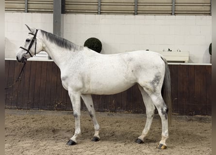 Zangersheider, Stute, 12 Jahre, 172 cm, Schimmel