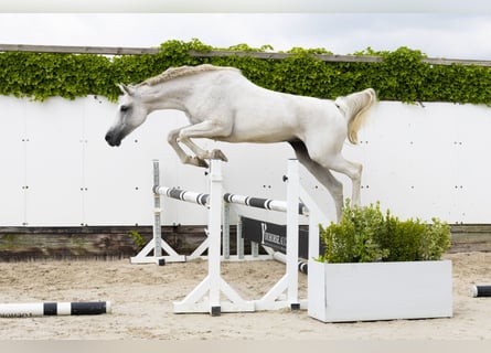 Zangersheider, Stute, 13 Jahre, 162 cm, Schimmel