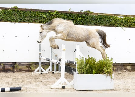 Zangersheider, Stute, 14 Jahre, 162 cm, Schimmel