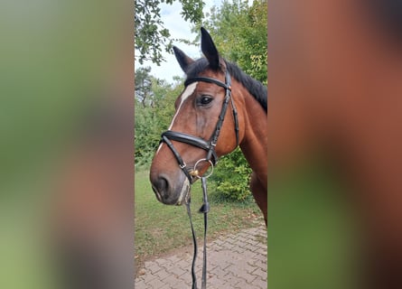 Zangersheider, Stute, 14 Jahre, 164 cm, Brauner