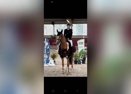 Zangersheider, Stute, 15 Jahre, 168 cm, Fuchs