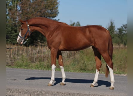 Zangersheider, Stute, 2 Jahre, 164 cm, Fuchs