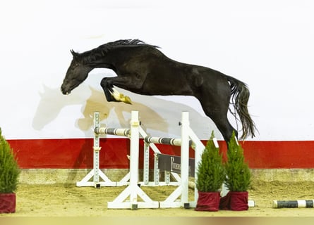 Zangersheider, Stute, 2 Jahre, 167 cm, Brauner