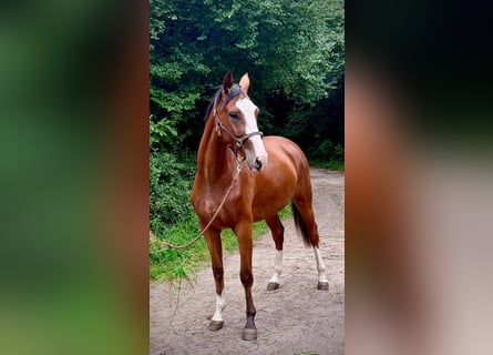 Zangersheider, Stute, 2 Jahre, 170 cm, Brauner