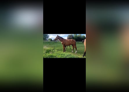 Zangersheider, Stute, 2 Jahre