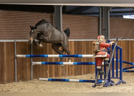 Zangersheider, Stute, 3 Jahre, 160 cm, Dunkelbrauner