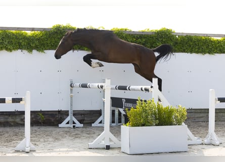 Zangersheider, Stute, 3 Jahre, 162 cm, Brauner