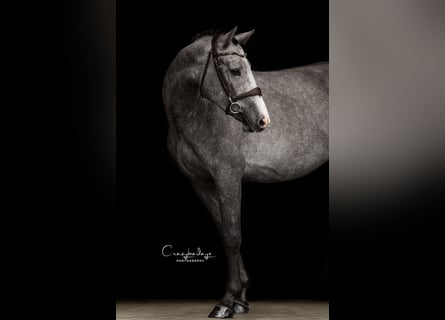 Zangersheider, Stute, 3 Jahre, 163 cm, Schimmel