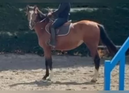 Zangersheider, Stute, 3 Jahre, 164 cm, Brauner