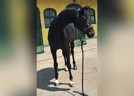 Zangersheider, Stute, 3 Jahre, 167 cm, Dunkelbrauner