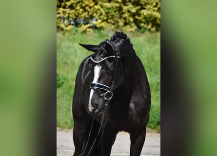 Zangersheider, Stute, 3 Jahre, 167 cm, Rappe