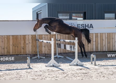 Zangersheider, Stute, 3 Jahre, 167 cm
