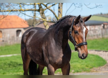 Zangersheider, Stute, 3 Jahre, 167 cm
