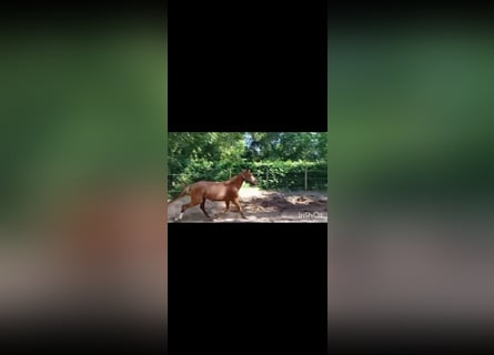 Zangersheider, Stute, 3 Jahre, 168 cm, Fuchs